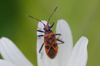 Corizus hyoscyami