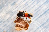 Prostemma sanguineum