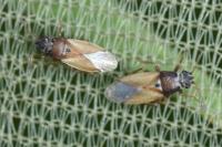 Cymus melanocephalus