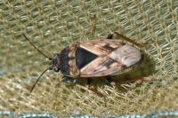 Trapezonotus ullrichi