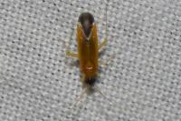 Phylus melanocephalus