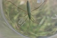 Megaloceroea recticornis