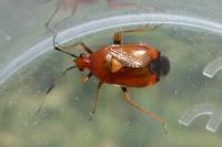 Deraeocoris ruber