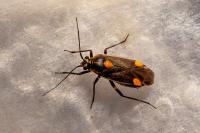 Capsodes flavomarginatus
