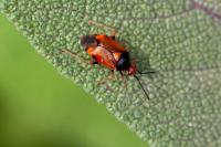 Deraeocoris ruber
