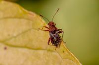 Rhopalus subrufus