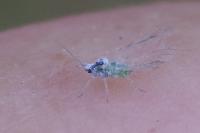 Hyalopterus pruni