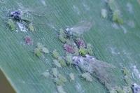 Hyalopterus pruni