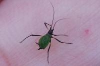 Megoura viciae
