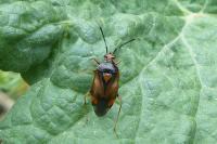 Deraeocoris ruber