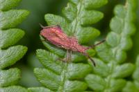 Coriomeris denticulatus