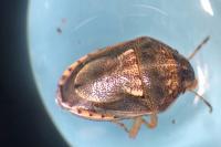 Neottiglossa leporina