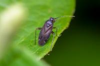 Plagiognathus arbustorum