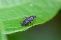 Plagiognathus arbustorum