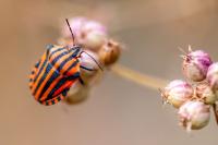 Graphosoma italicum