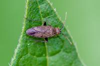 Lepidargyrus ancorifer