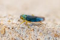 Cicadella viridis
