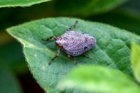 Issus coleoptratus