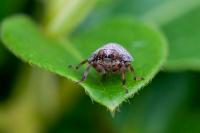 Issus coleoptratus