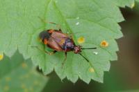 Deraeocoris ruber