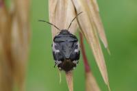 Tritomegas bicolor