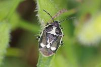 Eurydema oleracea