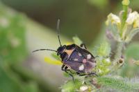 Eurydema oleracea