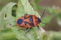 Eurydema ornata