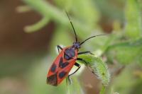 Calocoris nemoralis