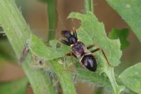 Himacerus mirmicoides