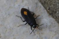 Aphanus rolandri