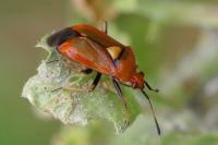 Deraeocoris ruber