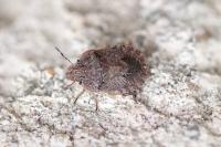 Sciocoris