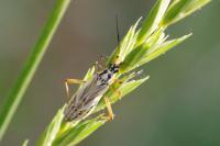 Leptopterna dolabrata