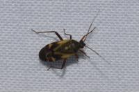 Polymerus unifasciatus