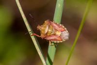 Carpocoris purpureipennis