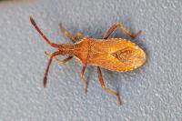 Coriomeris denticulatus