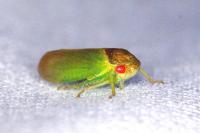 Iassus lanio