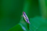 Evacanthus interruptus