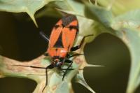Brachycoleus triangularis