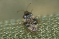 Dictyla humuli