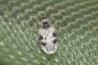 Dictyla humuli