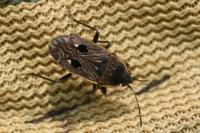 Graptopeltus lynceus