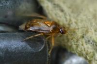 Deraeocoris lutescens