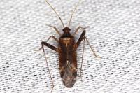 Phytocoris