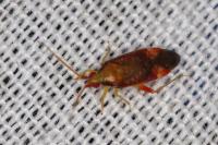 Pseudoloxops coccineus