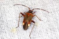 Adelphocoris vandalicus