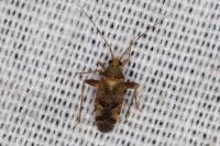 Phytocoris