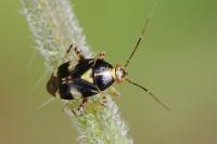 Liocoris tripustulatus