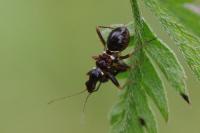 Himacerus mirmicoides